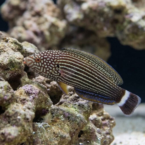 Lined Tamarin Wrasse - Image 5