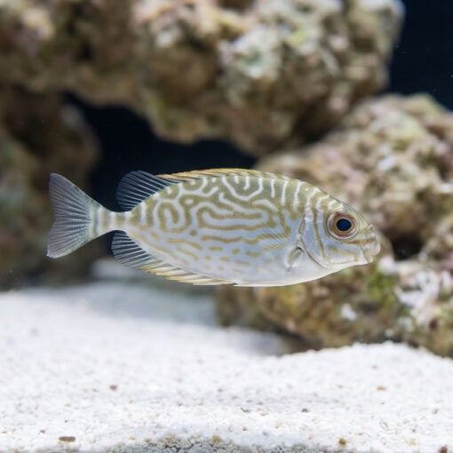 Little Spinefoot Rabbitfish
