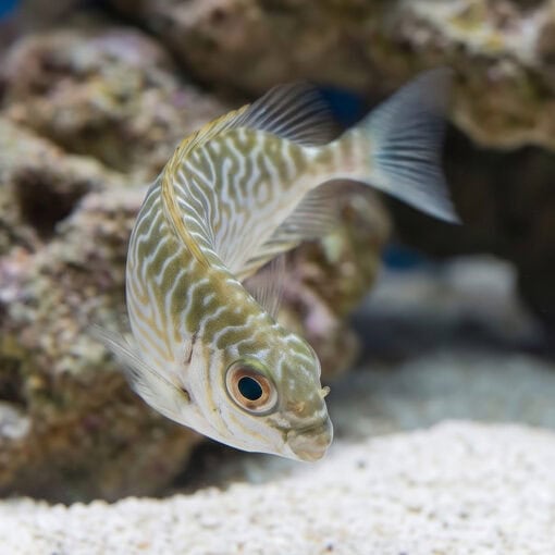 Little Spinefoot Rabbitfish - Image 2