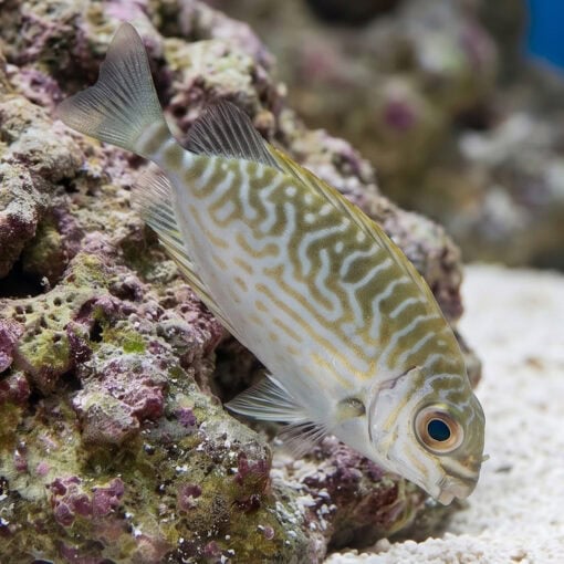 Little Spinefoot Rabbitfish - Image 3