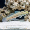 Long-Finned (Striped) Sleeper Goby
