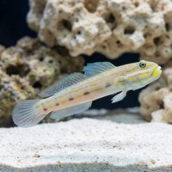 Long-Finned (Striped) Sleeper Goby