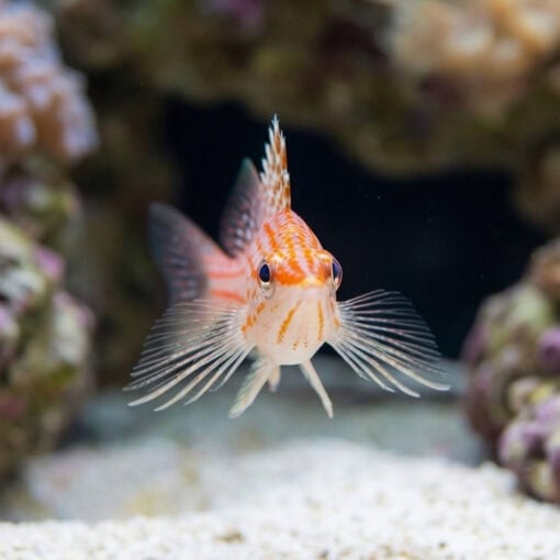 Longnose Hawkfish - Image 2