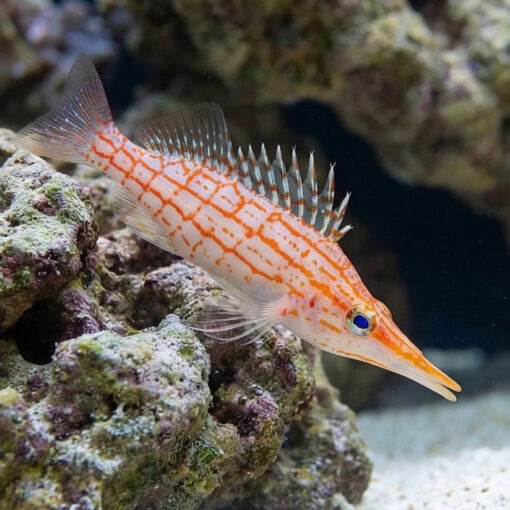 Longnose Hawkfish - Image 3