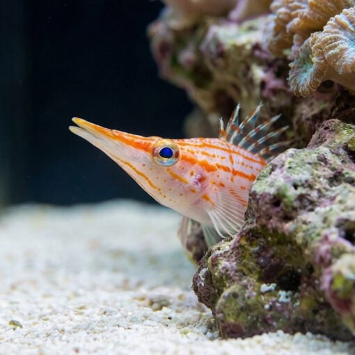 Longnose Hawkfish - Image 4
