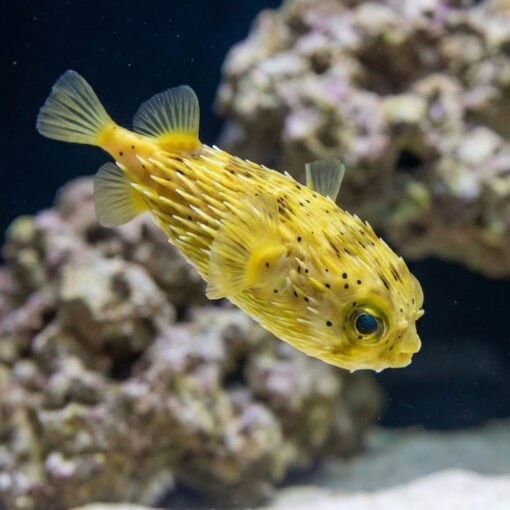 Long-Spine Porcupine Puffer