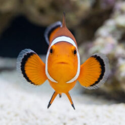 Alternative view of Longfin Black Misbar Ocellaris Clownfish: Captive Bred