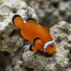 Longfin Black Misbar Ocellaris Clownfish: Captive Bred