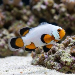 Longfin Flurry Ocellaris Clownfish: Captive Bred
