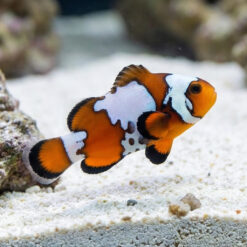 Longfin Mocha Storm Ocellaris Clownfish: Captive Bred