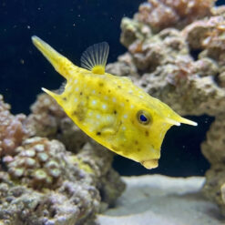 Longhorn Cowfish