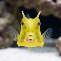 Alternative view of Longhorn Cowfish