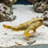 Longnose Batfish resting on sandy aquarium substrate using leg-like pectoral fins, showing textured yellow-brown mottled body