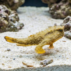 Longnose Batfish resting on sandy aquarium substrate using leg-like pectoral fins, showing textured yellow-brown mottled body