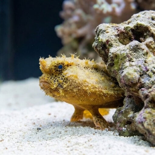 Longnose Batfish resting on white sandy substrate near live rock, showing yellow textured body and bright blue eye