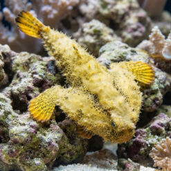 Longnose Batfish yellow frogfish perched on live rock coral reef showing textured warty skin and bright orange fins