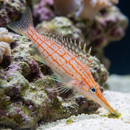 Longnose Hawkfish
