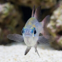 Alternative view of Threadfin Cardinal