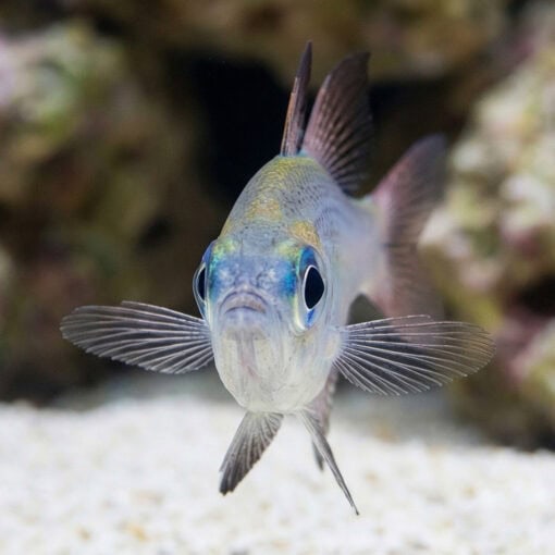 Threadfin Cardinal - Image 2