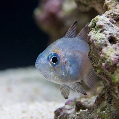 Threadfin Cardinal - Image 3
