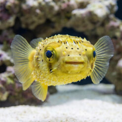 Alternative view of Long-Spine Porcupine Puffer
