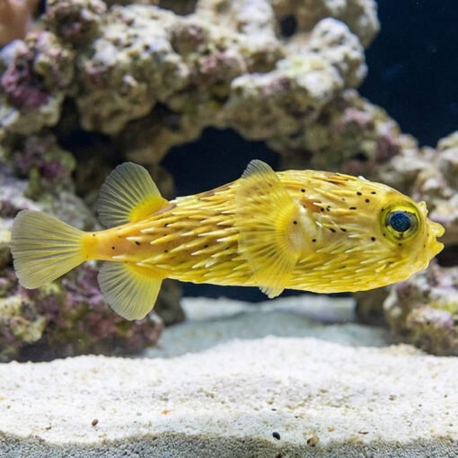 Long-Spine Porcupine Puffer - Image 3