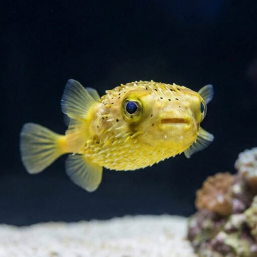 Long-Spine Porcupine Puffer - Image 4