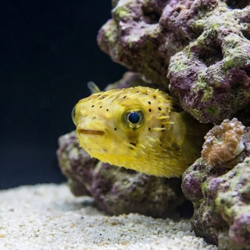 Long-Spine Porcupine Puffer - Image 5
