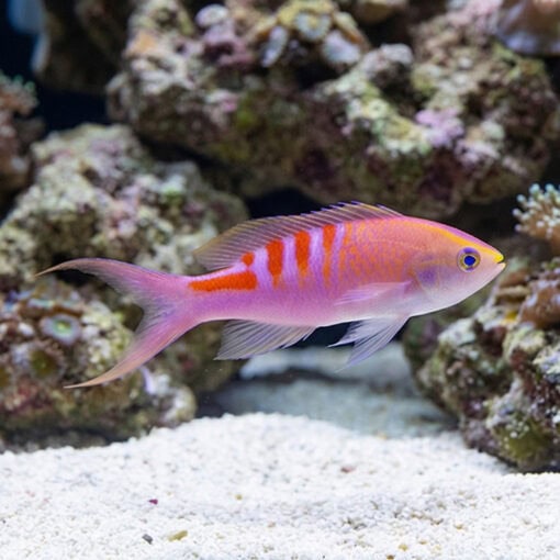 Tiger Queen Anthias - Image 3