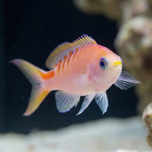 Tiger Queen Anthias - Image 2