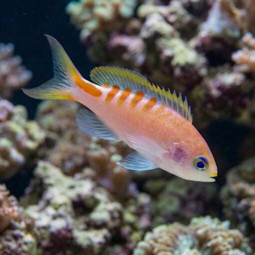 Tiger Queen Anthias - Image 4