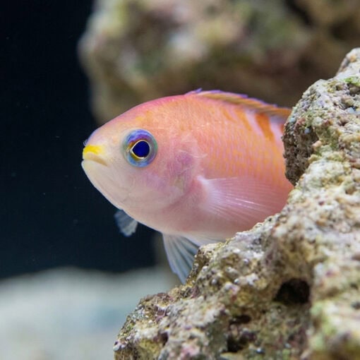 Tiger Queen Anthias - Image 5