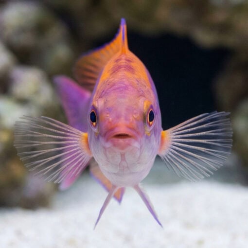 Tricolor Fairy Wrasse - Image 2