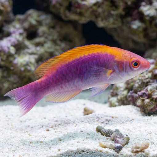 Tricolor Fairy Wrasse - Image 3