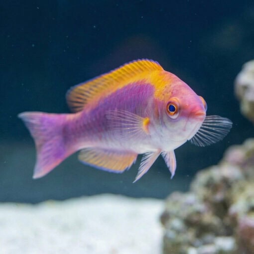 Tricolor Fairy Wrasse - Image 4