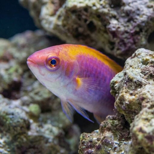 Tricolor Fairy Wrasse - Image 5