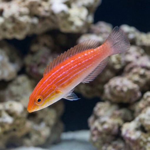 Crescent Tail Fairy Wrasse - Image 4