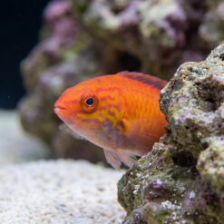 Alternative view of Crescent Tail Fairy Wrasse