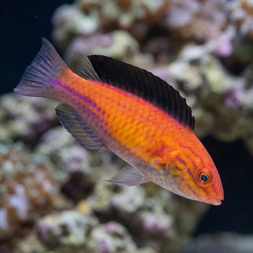 Crescent Tail Fairy Wrasse - Image 3