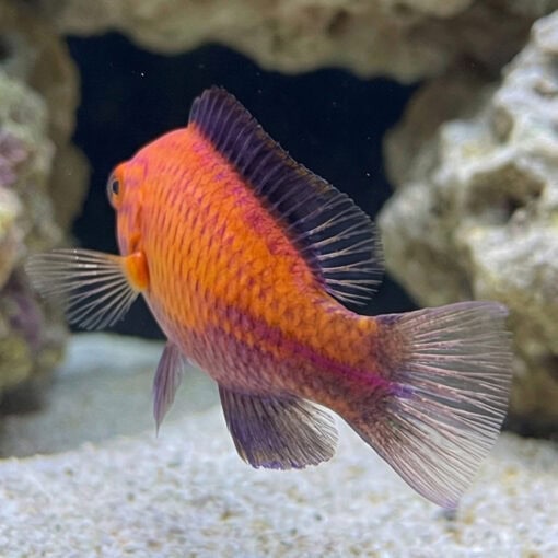 Crescent Tail Fairy Wrasse - Image 5