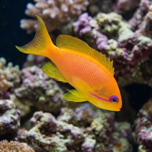 Lyretail Anthias - Image 5