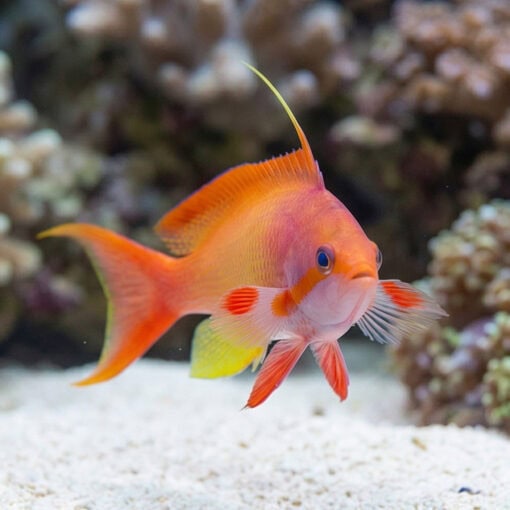 Lyretail Anthias - Image 2