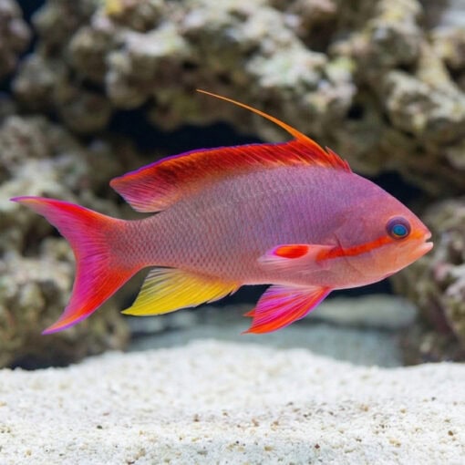 Lyretail Anthias - Image 4
