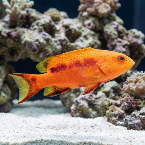 Lyretail Grouper