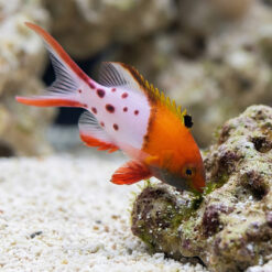 Lyretail Hogfish