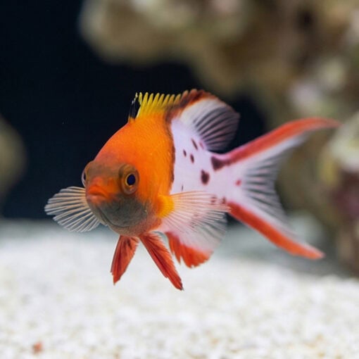 Lyretail Hogfish - Image 2