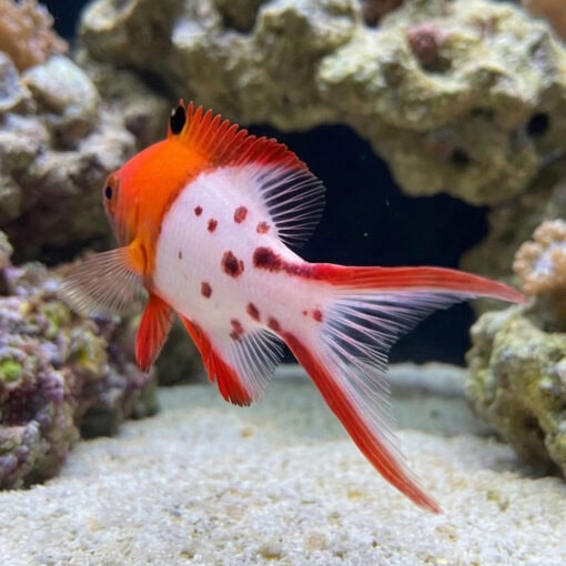 Lyretail Hogfish - Image 4