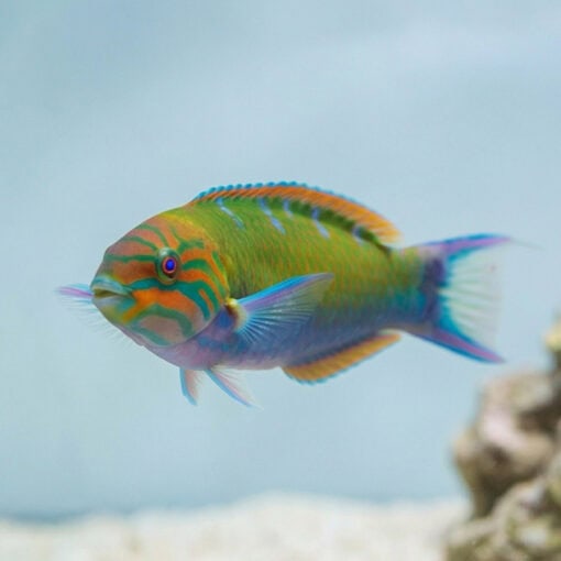Lunare Wrasse - Image 2