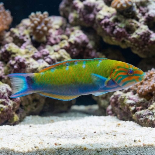 Lunare Wrasse - Image 3