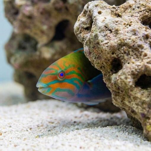 Lunare Wrasse - Image 4